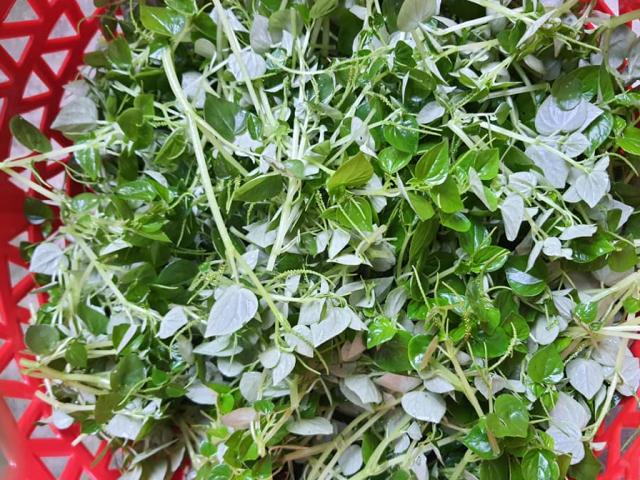 Xưa mọc đầy không ai hái, nay là đặc sản được nhà giàu săn lùng, 150.000/kg đắt ngang thịt lợn