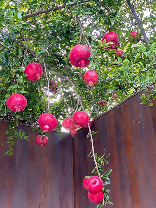 Hoa hậu Dương Mỹ Linh sang Mỹ mát tay trồng trái cây, lựu lúc lỉu đỏ rực một góc vườn - 4