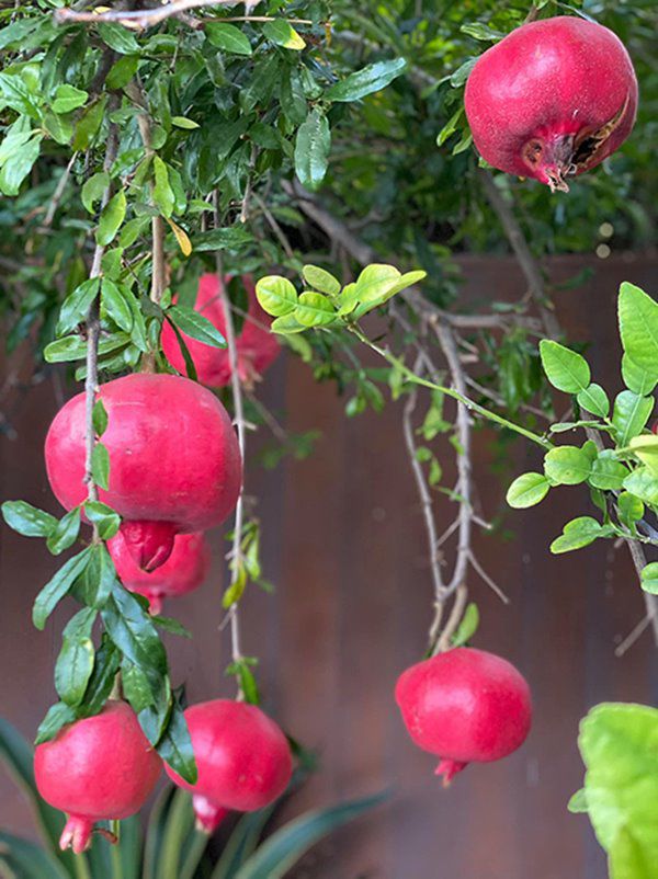 Hoa hậu Dương Mỹ Linh sang Mỹ mát tay trồng trái cây, lựu lúc lỉu đỏ rực một góc vườn - 5
