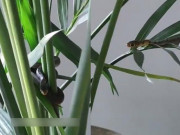 Tin tức - Mua chậu cây cảnh về đặt trong nhà, 1 tháng sau gia đình hoảng hốt khi nhìn xuống đáy chậu