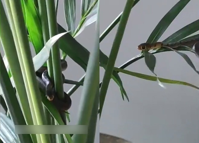 Mua chậu cây cảnh về đặt trong nhà, 1 tháng sau gia đình hoảng hốt khi nhìn xuống đáy chậu - 2