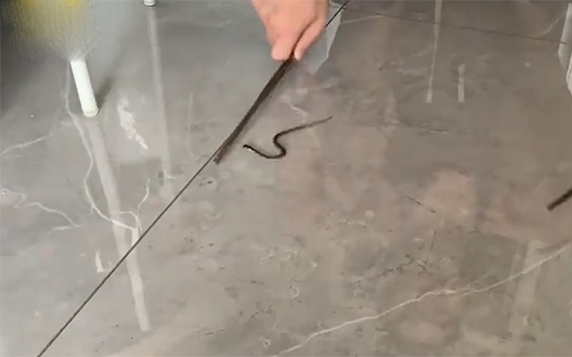 Mua chậu cây cảnh về đặt trong nhà, 1 tháng sau gia đình hoảng hốt khi nhìn xuống đáy chậu - 3