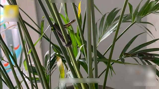 Mua chậu cây cảnh về đặt trong nhà, 1 tháng sau gia đình hoảng hốt khi nhìn xuống đáy chậu - 1