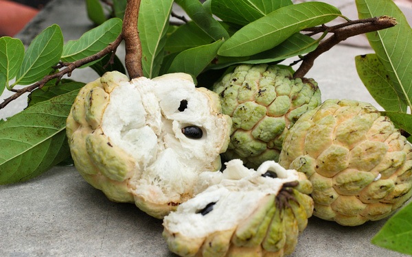 Quả na giàu vitamin C hơn cam, nhiều người mê nhưng lại có bộ phận cực kỳ độc - 4