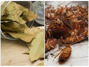 Nhà đẹp - Trong nhà đặt một chiếc lá nguyệt quế, tất cả gián sẽ âm thầm biến mất trong một đêm