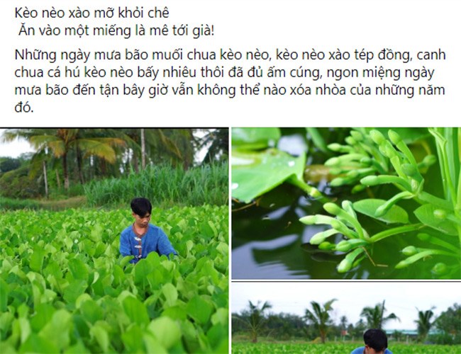 Xưa mọc bạt ngàn không ai ngó ngàng, nay là đặc sản nổi tiếng 100.000 đồng/kg nhà giàu amp;#34;săn lùngamp;#34; - 2