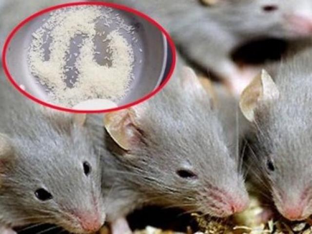 Đừng hoảng sợ nếu có chuột trong nhà! Chỉ cần nửa bát gạo là có thể quét sạch toàn bộ