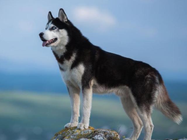 Chó Husky - Đặc điểm, nguồn gốc, giá cả và cách nuôi