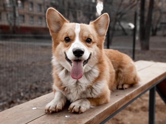 Chó Corgi: Nguồn gốc, đặc điểm, cách chăm sóc và những sự thật thú vị