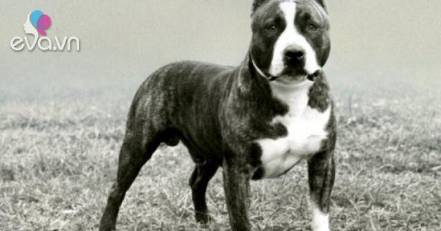 Chó Pitbull: Nguồn gốc, đặc điểm, phân loại và cách nuôi