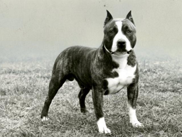 Chó Pitbull: Nguồn gốc, đặc điểm, phân loại và cách nuôi