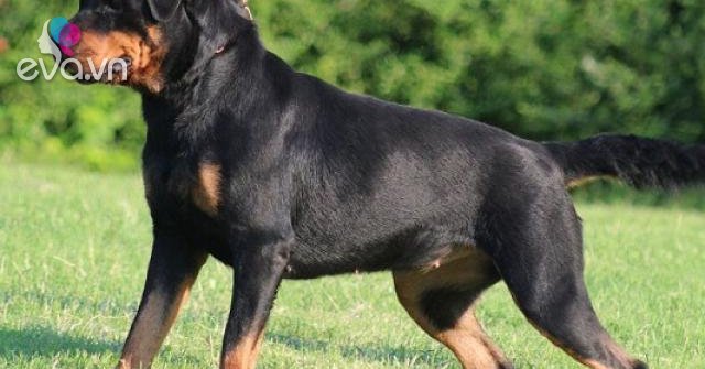 Gallery - Chó Rottweiler: Nguồn gốc, đặc điểm và cách nuôi