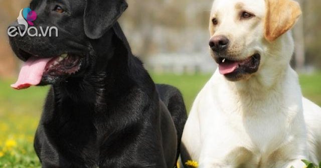 Chó Labrador: Nguồn gốc, đặc điểm, giá bán và cách nuôi