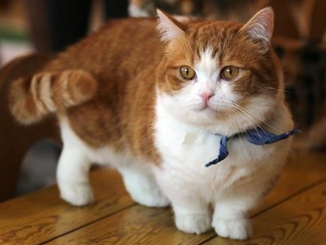 Mèo Munchkin - đặc điểm nhận dạng, xuất xứ và giá bán