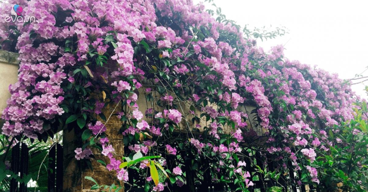 4 loại hoa leo tường dễ trồng nhất, phủ thành thảm hoa rất đẹp sau 1 năm