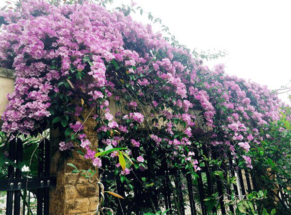 4 loại hoa leo tường dễ trồng nhất, phủ thành thảm hoa rất đẹp sau 1 năm - 3