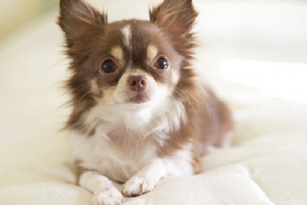 Giống chó Chihuahua lông dài