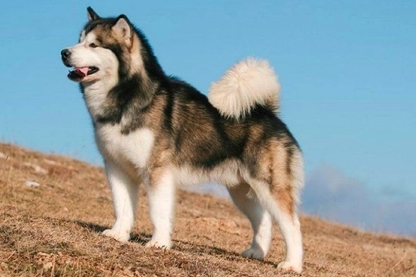 Chó Alaska: Nhận biết, phân loại, đặc điểm và cách nuôi - 2
