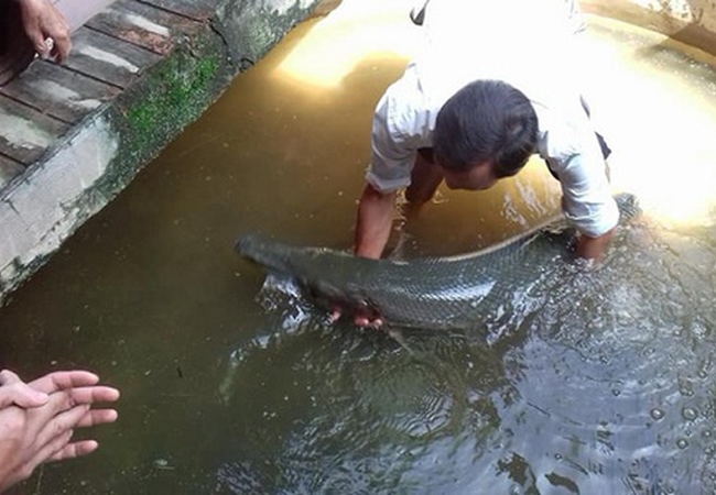 Cá sấu hỏa tiễn - Đặc điểm nhận dạng, tập tính và môi trường sống - 8