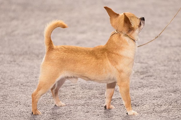 Giống chó Chihuahua lông ngắn
