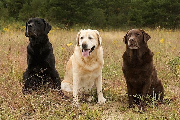 Chó Labrador: Nguồn gốc, đặc điểm, giá bán và cách nuôi - 2