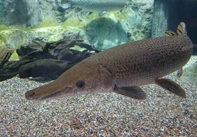 Cá sấu hỏa tiễn - Đặc điểm nhận dạng, tập tính và môi trường sống - 3