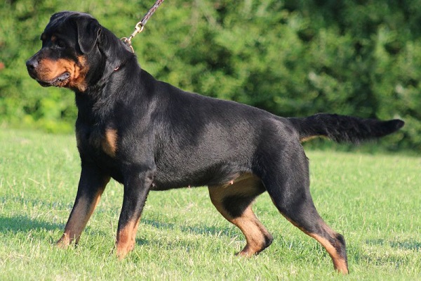 Chó Rottweiler: Nguồn gốc, đặc điểm và cách nuôi - 2