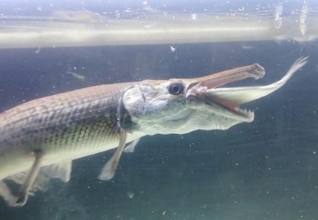 Cá sấu hỏa tiễn - Đặc điểm nhận dạng, tập tính và môi trường sống - 6