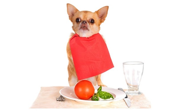 Nên cho chú chó của bạn ăn thật nhiều protein và rau củ nhé