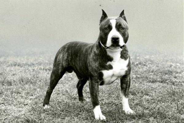 Chó Pitbull: Nguồn gốc, đặc điểm, phân loại và cách nuôi - 6