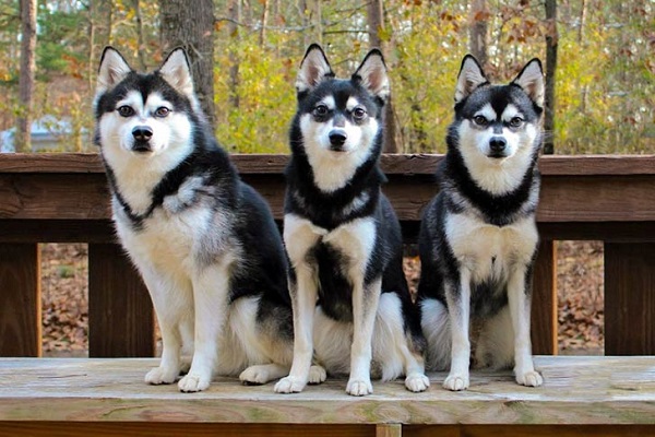 Chó Alaska: Nhận biết, phân loại, đặc điểm và cách nuôi - 7