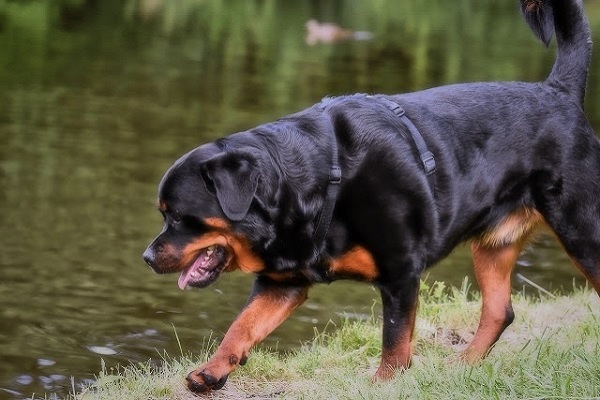 Chó Rottweiler: Nguồn gốc, đặc điểm và cách nuôi - 4