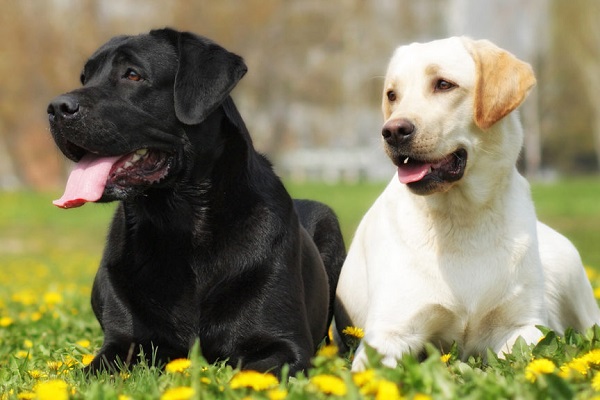 Labrador có tính cách gần gũi, thân thiện với con người