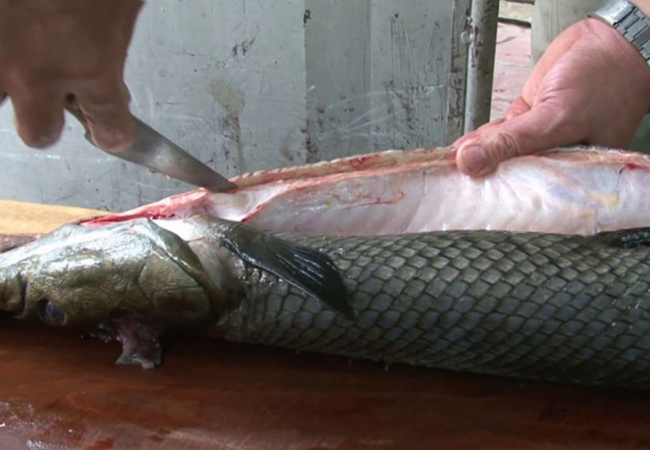 Cá sấu hỏa tiễn - Đặc điểm nhận dạng, tập tính và môi trường sống - 7