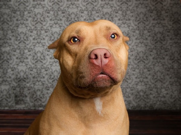 Chó Pitbull: Nguồn gốc, đặc điểm, phân loại và cách nuôi - 3