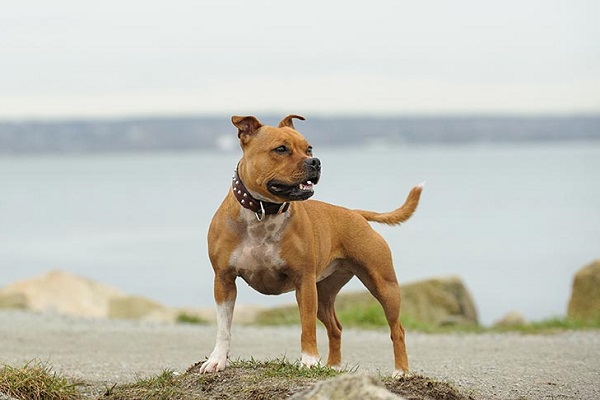 Chó Pitbull: Nguồn gốc, đặc điểm, phân loại và cách nuôi - 5