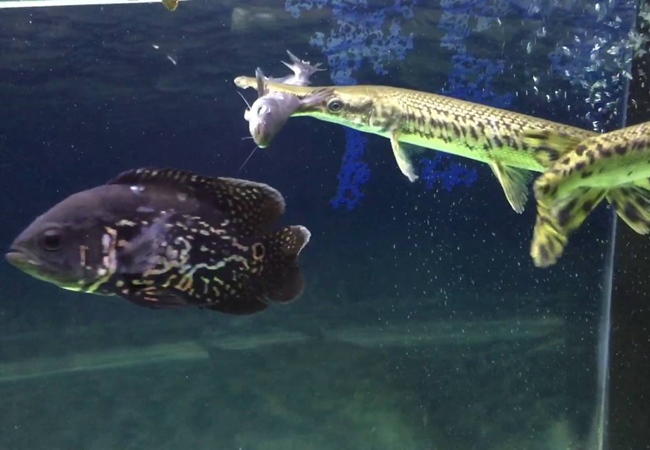 Cá sấu hỏa tiễn - Đặc điểm nhận dạng, tập tính và môi trường sống - 4