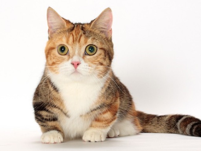 Mèo Munchkin - Đặc điểm nhận biết, nguồn gốc và giá bán - 3