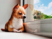 Nhà đẹp - Chó Chihuahua: Phân loại, đặc điểm và cách chăm sóc tốt nhất
