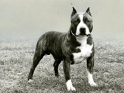 Nhà đẹp - Chó Pitbull: Nguồn gốc, đặc điểm, phân loại và cách nuôi