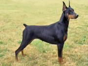 Nhà đẹp - Chó Doberman: Nguồn gốc, đặc điểm, giá bán và cách nuôi