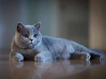 Mèo Anh lông ngắn - Đặc điểm ngoại hình, màu sắc, cách nuôi và giá bán
