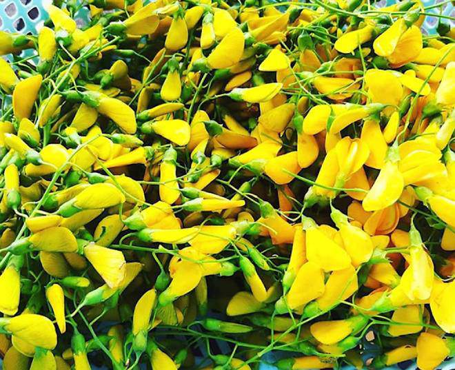 Người dân cho biết, thời điểm thích hợp để thu hoạch bông điên điển chính là buổi chiều.