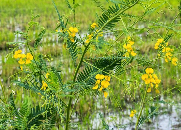 Điên điển (hay còn gọi là muồng rút, điền thanh bụi, điền thanh thuân tia) là loại cây thuộc họ đâu, mọc hoang dã nên thích nghi với mọi môi trường sống.