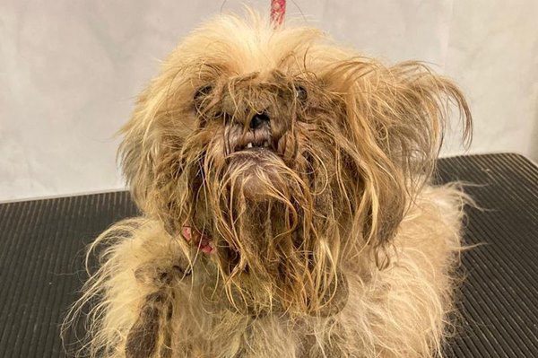 Chú chó lang thang có vẻ ngoài như tấm giẻ rách, lột xác khó tin sau 2 ngày được cứu - 1