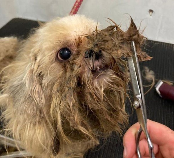 Chú chó lang thang có vẻ ngoài như tấm giẻ rách, lột xác khó tin sau 2 ngày được cứu - 3