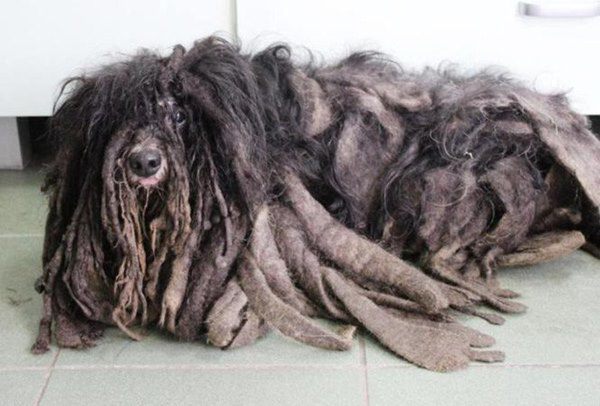 Chú chó lang thang có vẻ ngoài như tấm giẻ rách, lột xác khó tin sau 2 ngày được cứu - 8