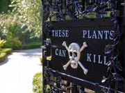 Lifestyle - Khu vườn cực độc, cây có thể gây chết người hoặc hôn mê