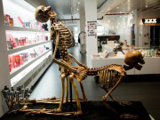 Xem ăn chơi - Ngượng chín mặt khi thăm bảo tàng nhạy cảm ở New York