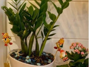 Nhà đẹp - Có 3 loại cây trường thọ bạn không nên bỏ qua, rước vào nhà sẽ gặp nhiều may mắn